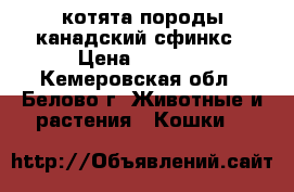 котята породы канадский сфинкс › Цена ­ 2 000 - Кемеровская обл., Белово г. Животные и растения » Кошки   